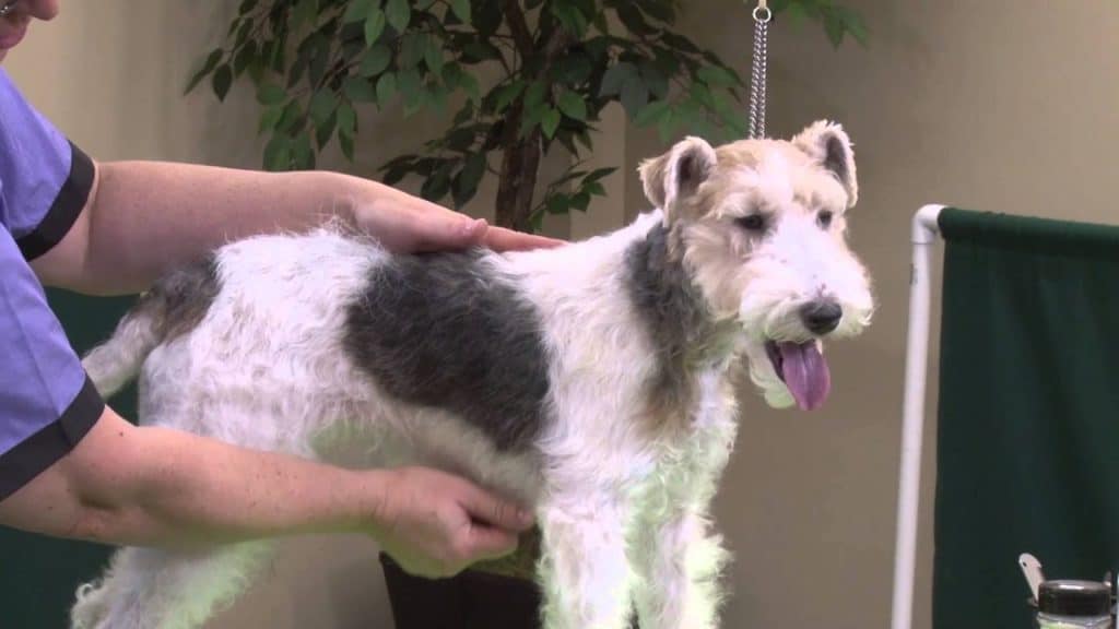 Helping Your Dog to Accept Hand Stripping Dog Grooming Tutorial