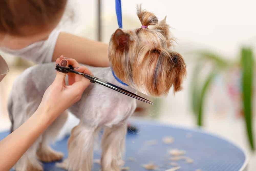 helping your dog to be calm while grooming