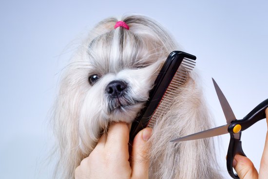 how to groom your dog without any stress