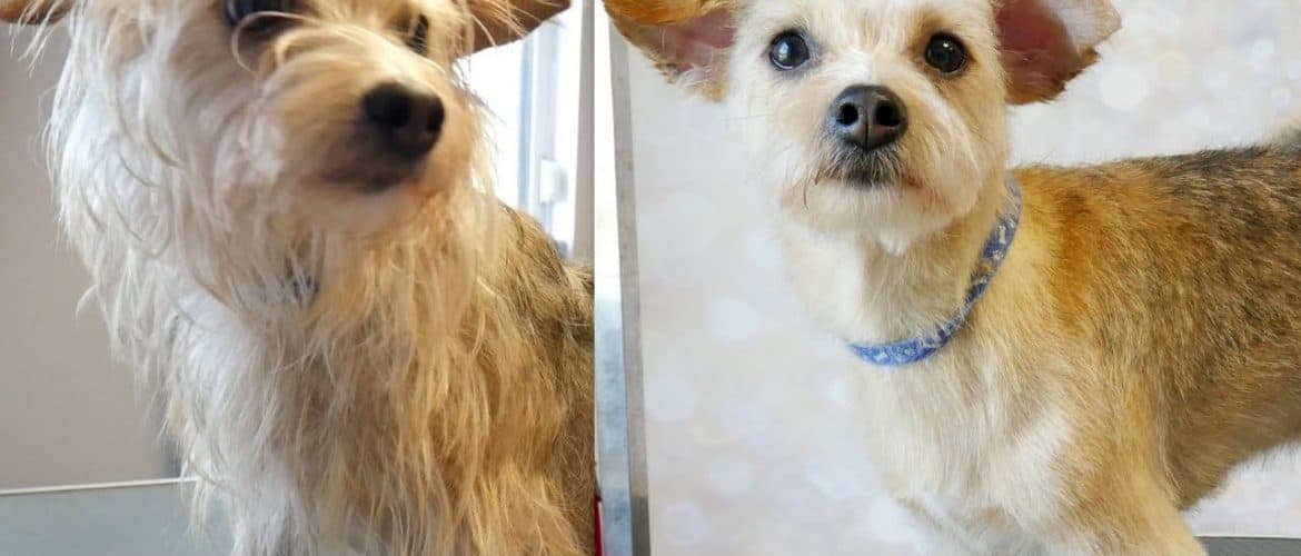Tips for Hand Stripping Your Dog at Home Dog Grooming Tutorial