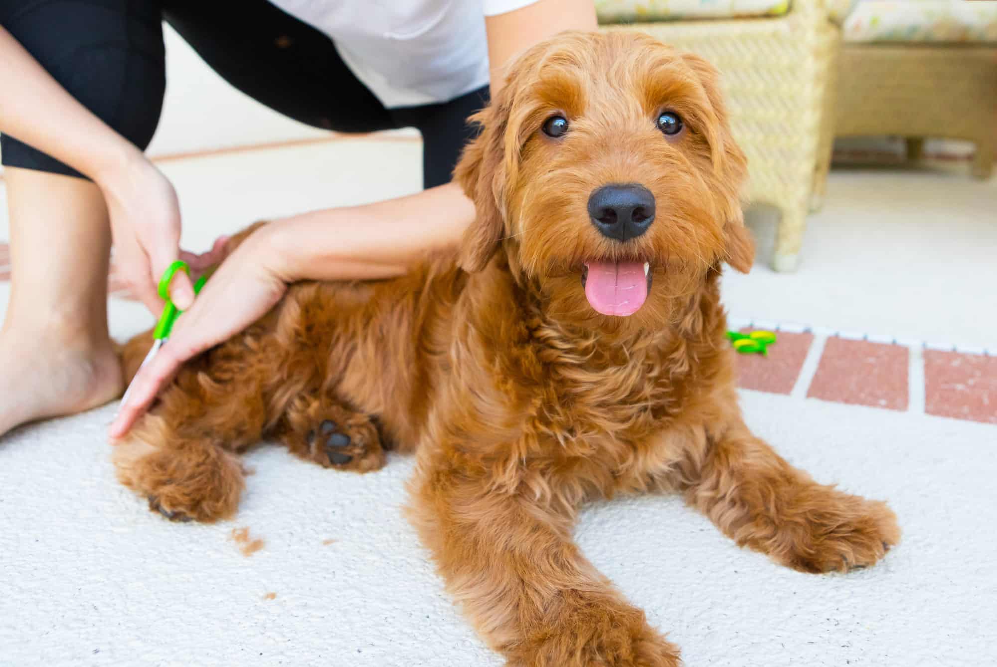 using desensitization and counter conditioning when grooming