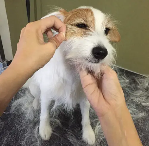what is hand stripping a dog's coat