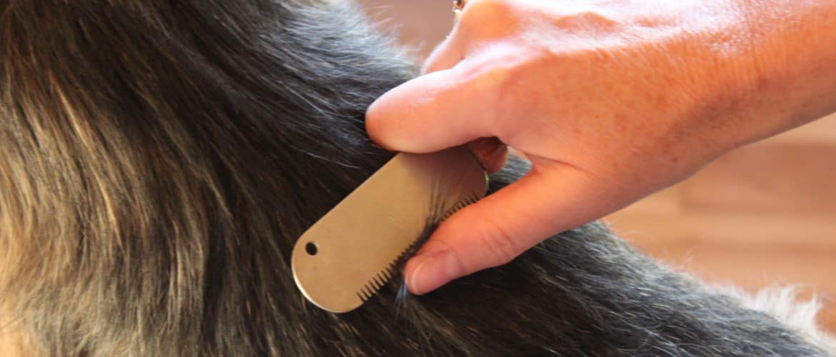 Carding and Combing a Dog's Coat During Grooming Dog Grooming Tutorial