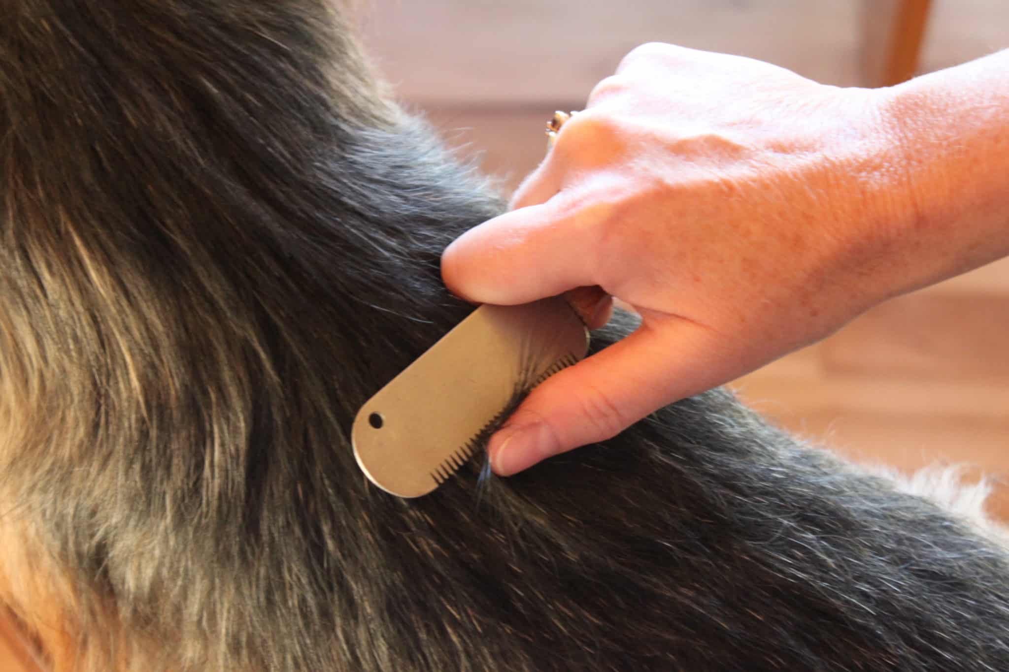 Carding and Combing a Dog's Coat During Grooming Dog Grooming Tutorial