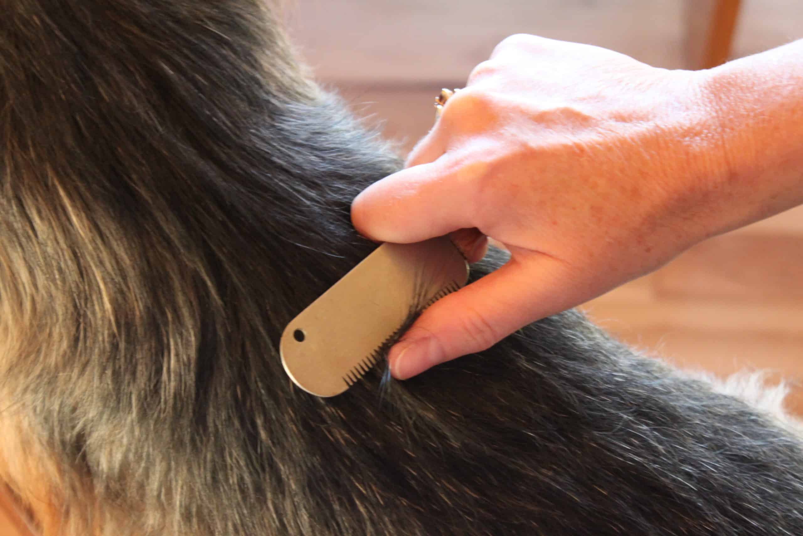 carding and combing a dog's coat