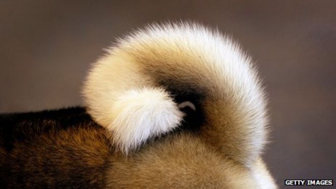 creating a plum tail style for your dog