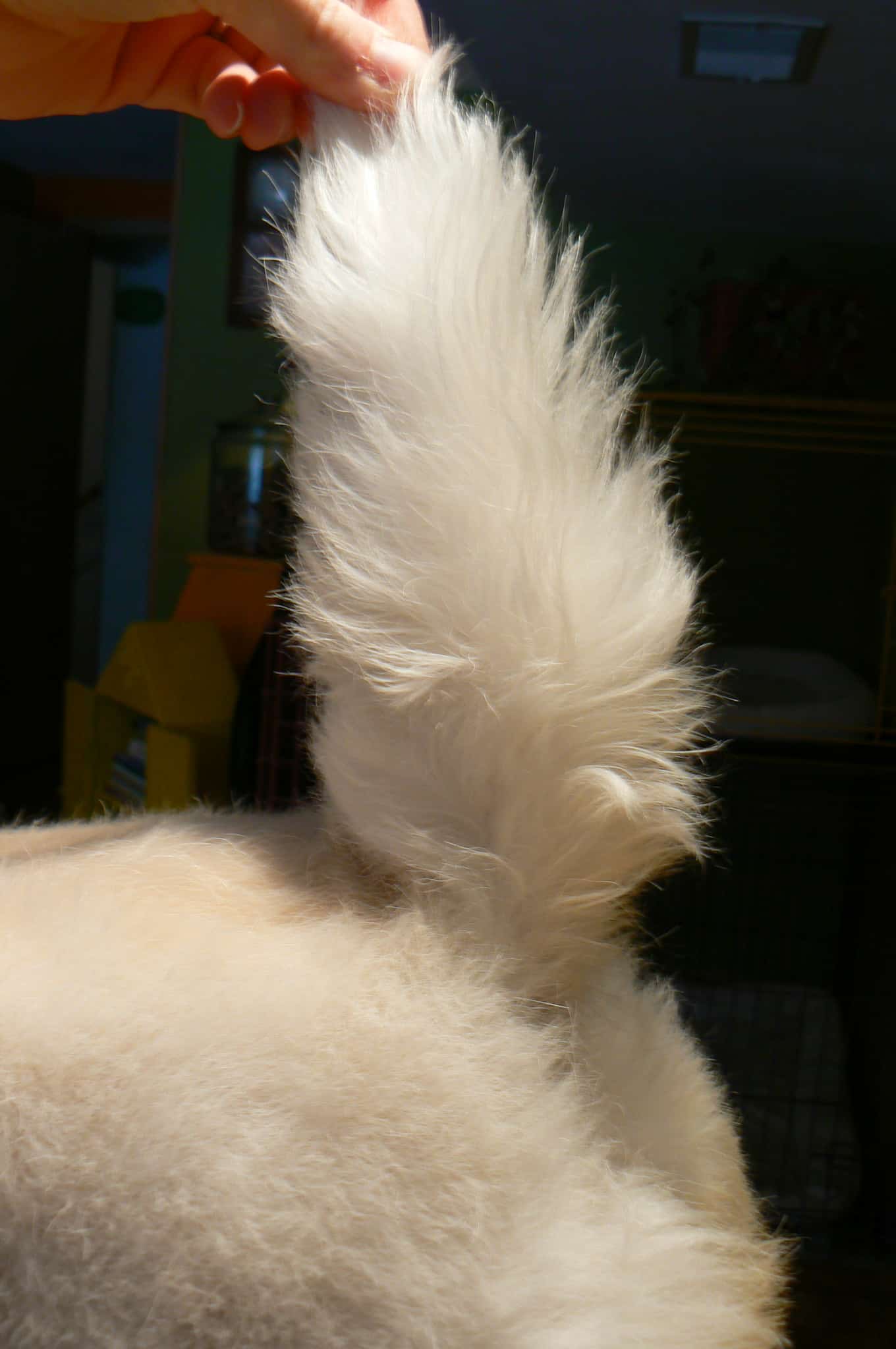 carrot tail style on your dog
