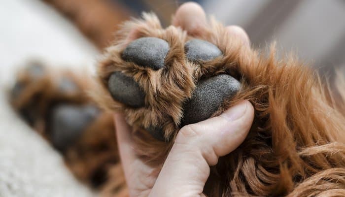 how to achieve rounded foot style on your dog
