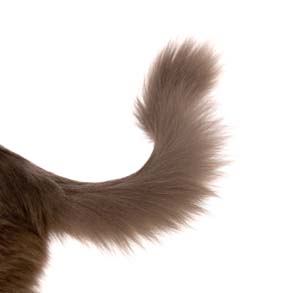 how to achieve a flag tail style on your dog
