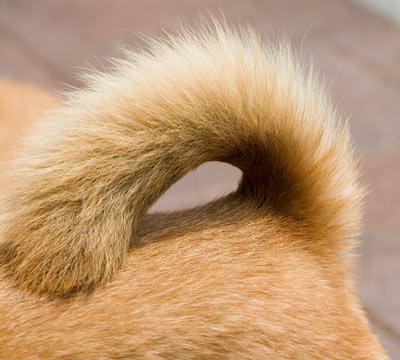 how to achieve a natural tail style for your dog