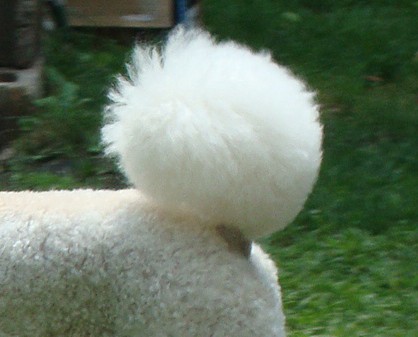 pom pom tail style for your dog