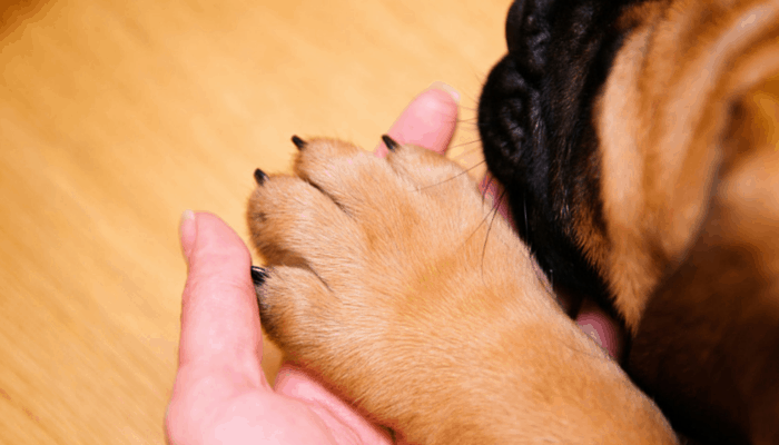 how to create a clean foot trim on your dog