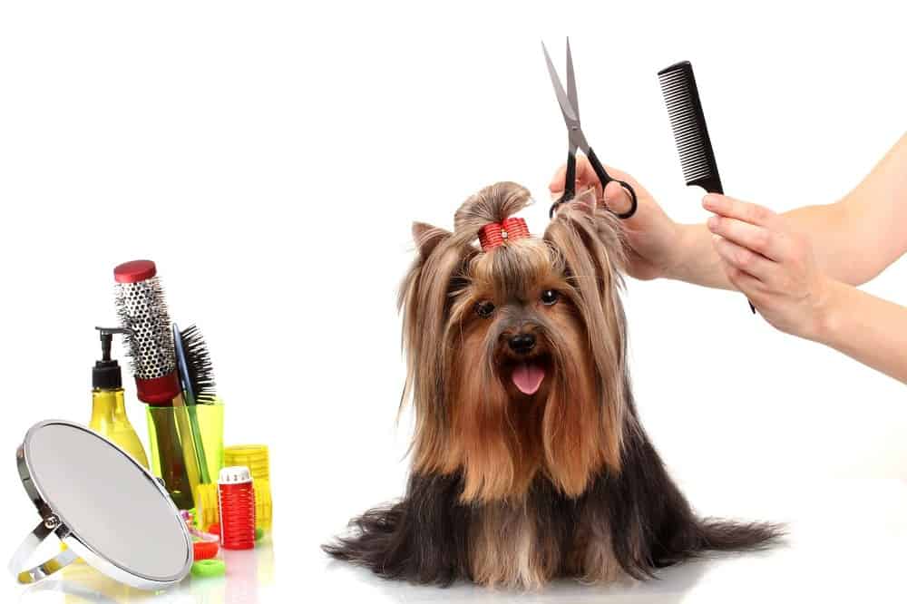 how to groom silky coated dogs