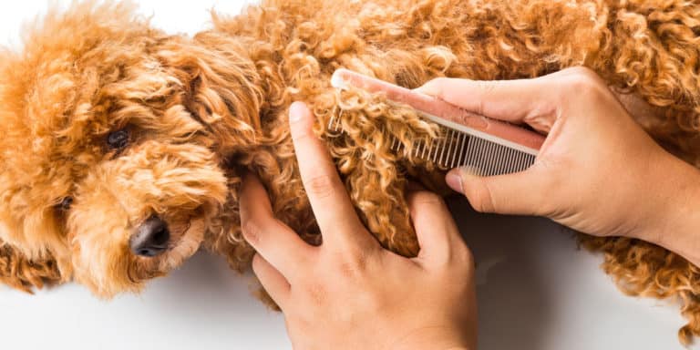 How to Groom a Cavapoo at Home | Dog Grooming Tutorial