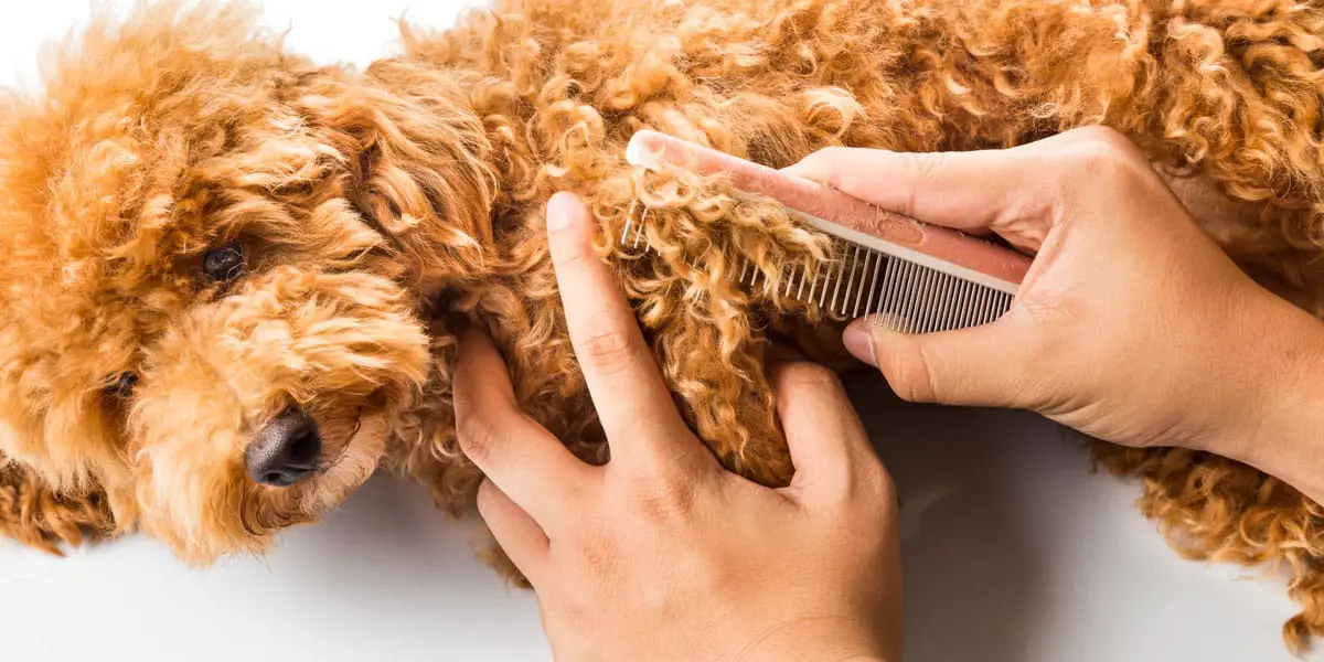 how to groom a cavapoo at home