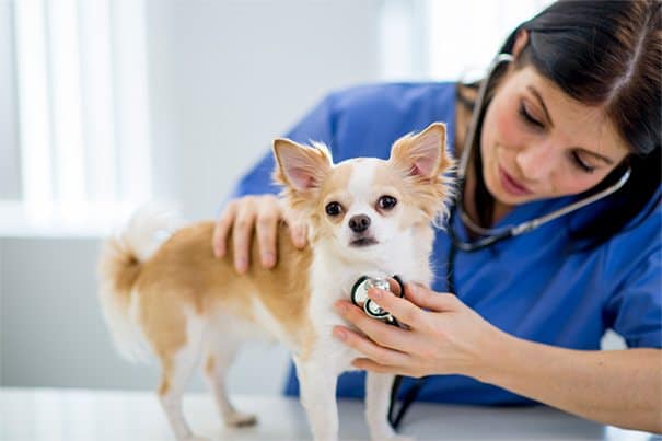 health checks prior to grooming your dog