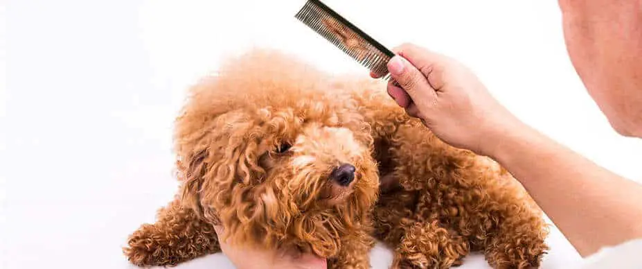 how to remove knots from a dog's hair