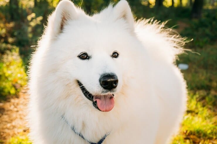 coat care for a samoyed puppy