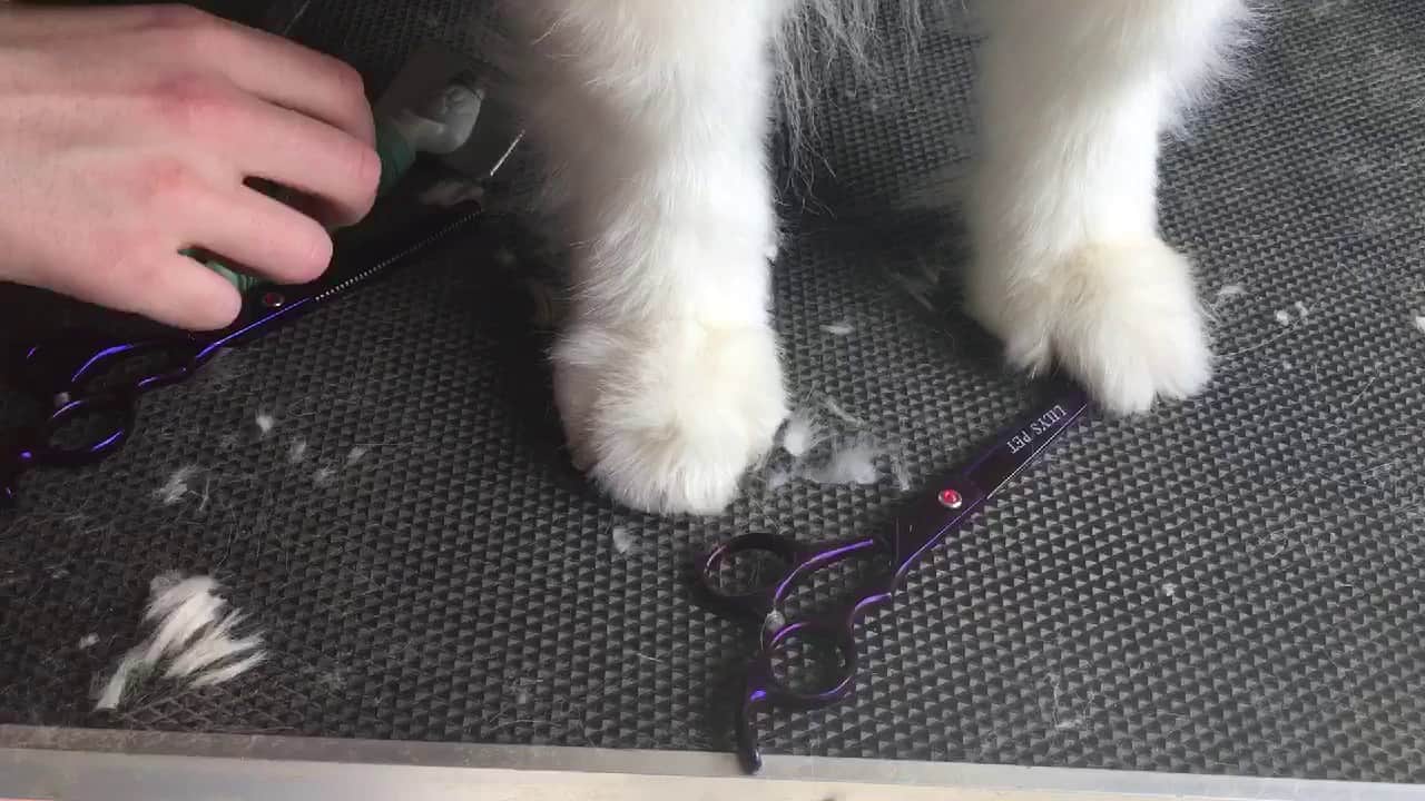 foot care for a samoyed dog