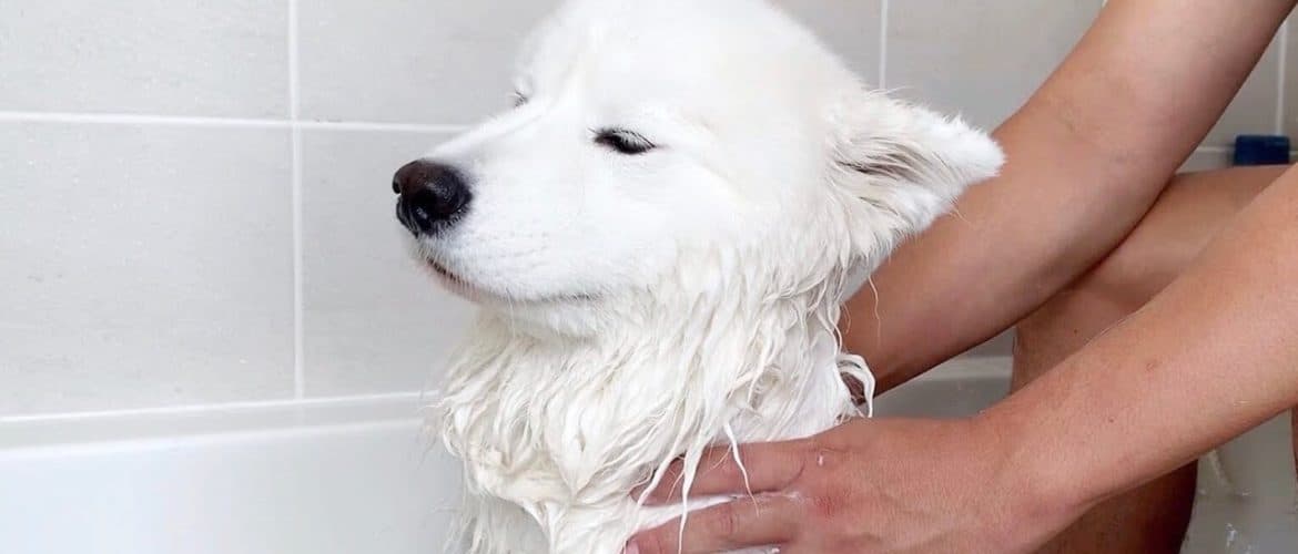 samoyed blowing coat