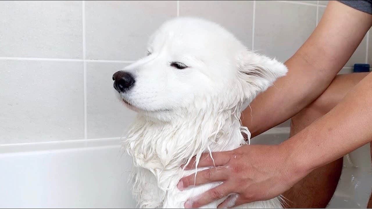 how to bathe a samoyed at home
