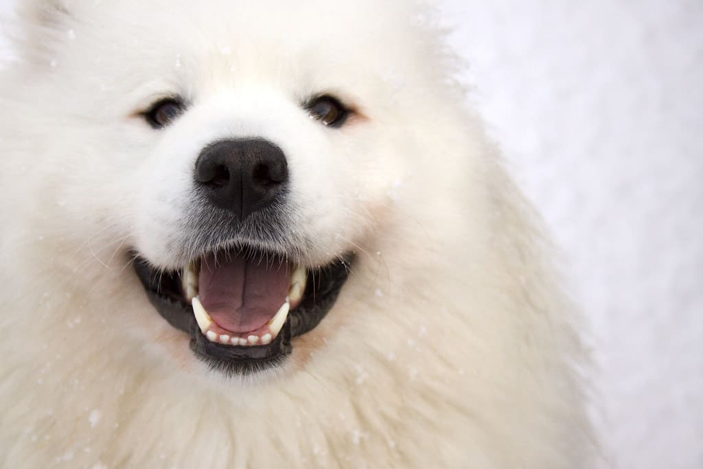 how to clean a samoyed's teeth