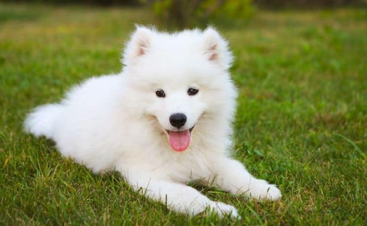 protecting your samoyed from fleas and ticks