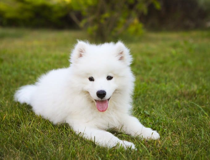 home grooming your samoyed
