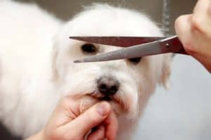 bichon terrier and yorkie trims