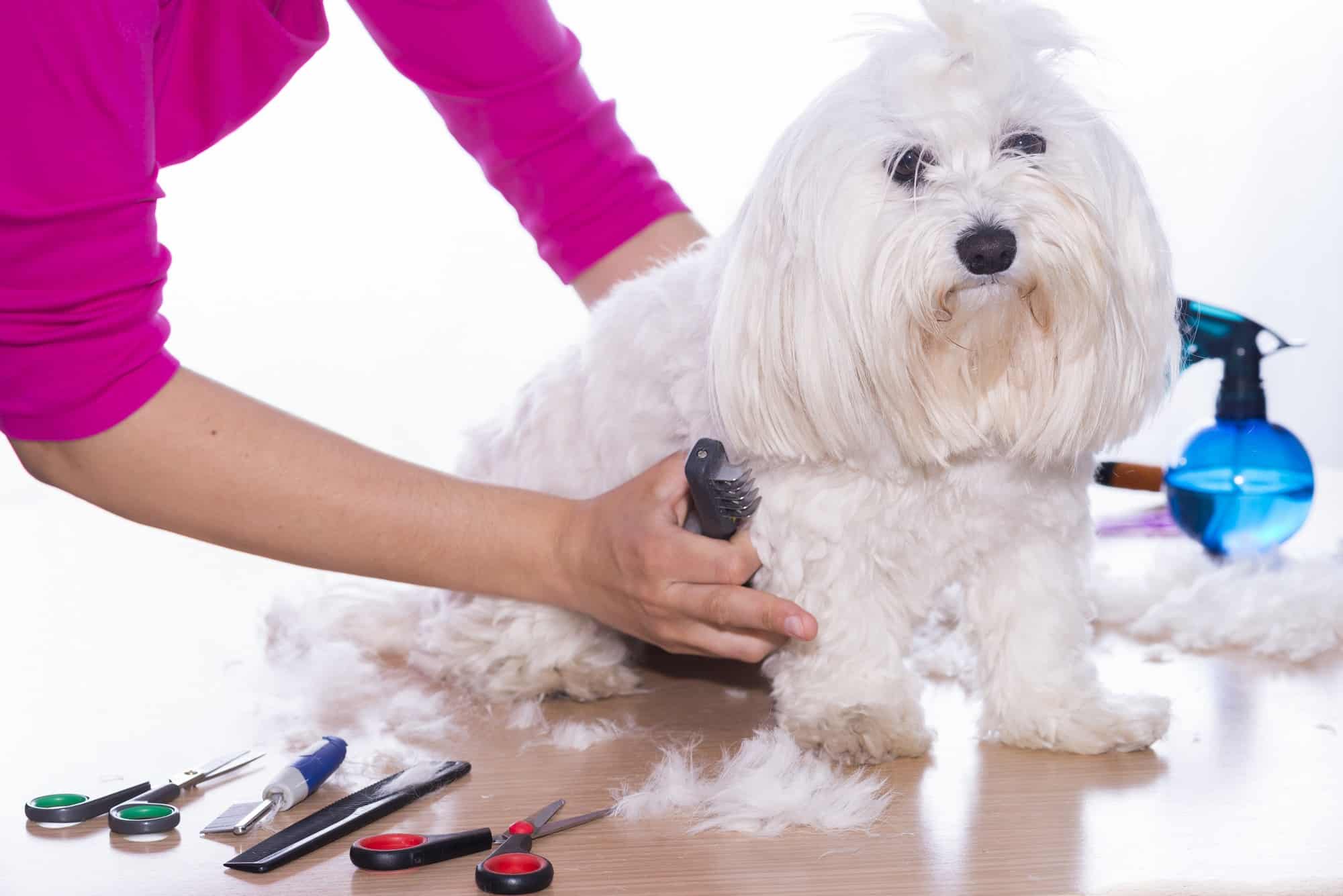 common dog body injuries while grooming