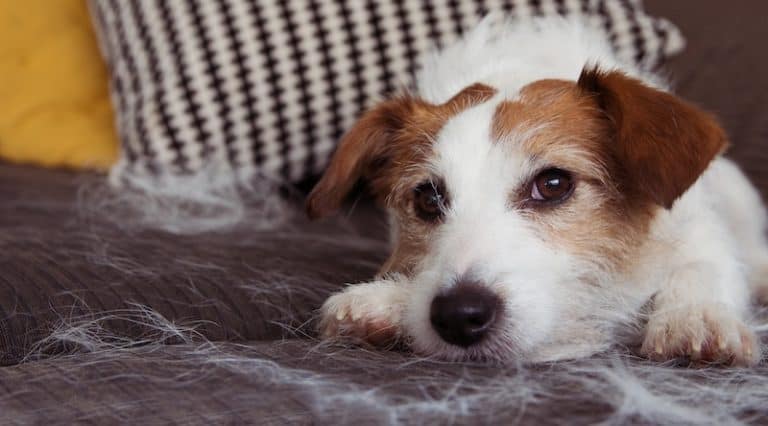 View of Dealing with Light and Heavy Shedding Dogs - Dog Grooming Tutorial