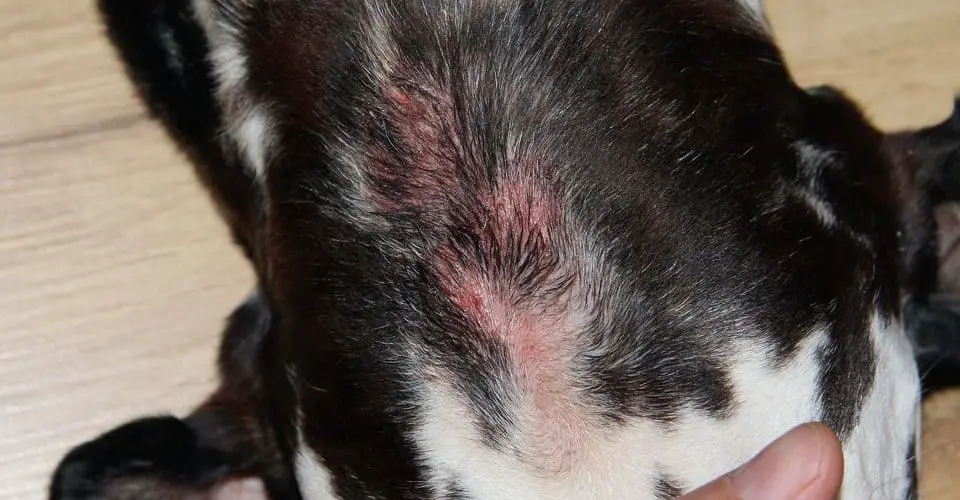 Can You Put Vaseline On A Dog S Hot Spot Hot Spots And Clipper Burns After Grooming Dog Grooming Tutorial