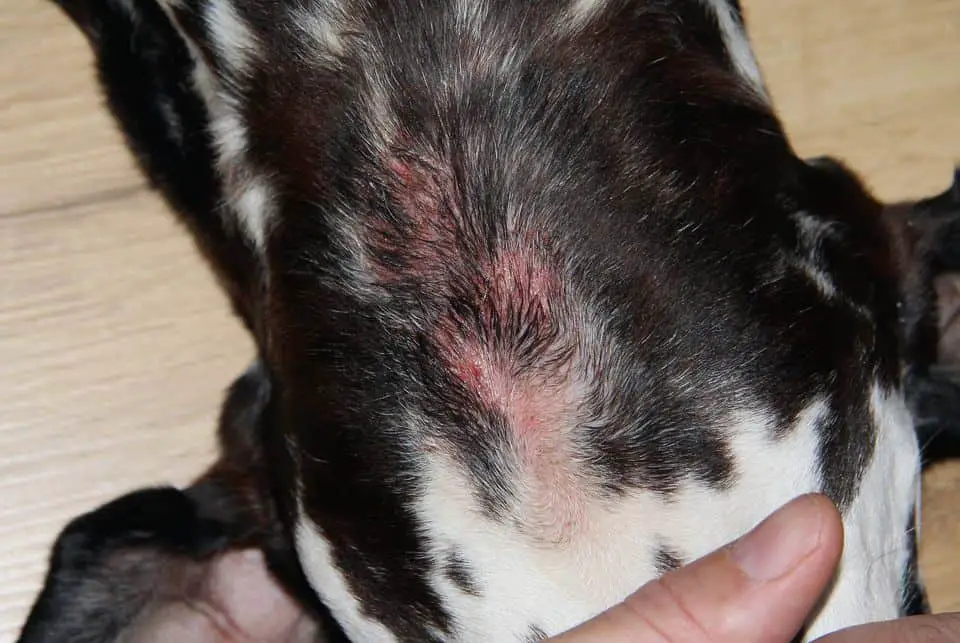 hot spots and clipper burns after grooming