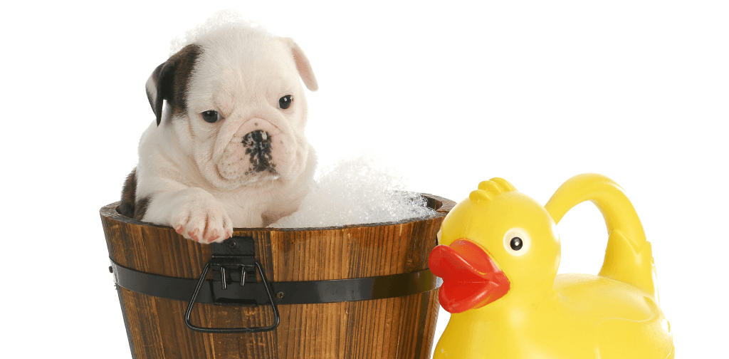 how to handle young puppies when being groomed