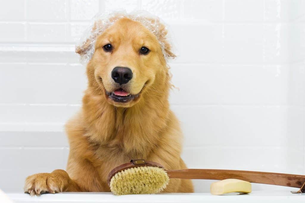 Myths About Bathing Your Dog and Shedding Dog Grooming Tutorial