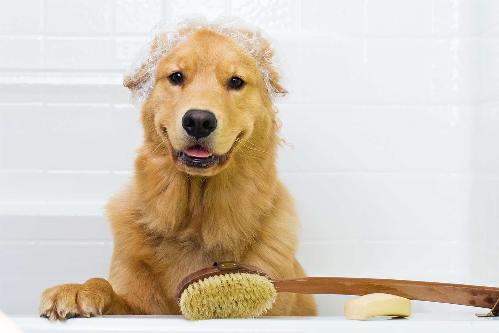 myths about bathing your dog and shedding