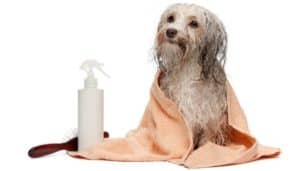 the purpose of using conditioner on dogs