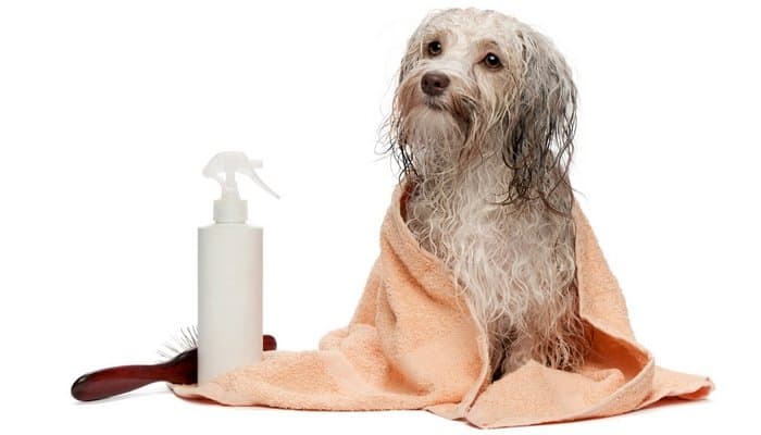 the purpose of using conditioner on dogs