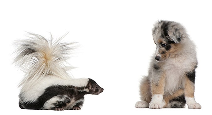 what to do when your dog meets a skunk