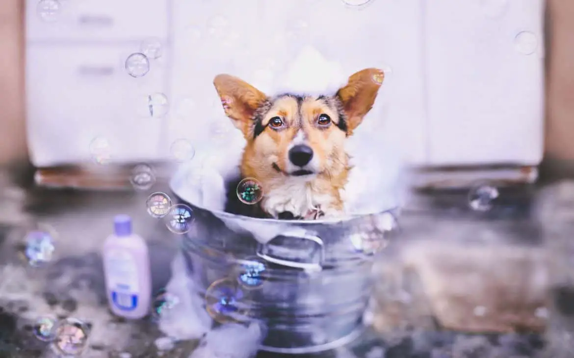 when to use a medicated shampoo on dogs
