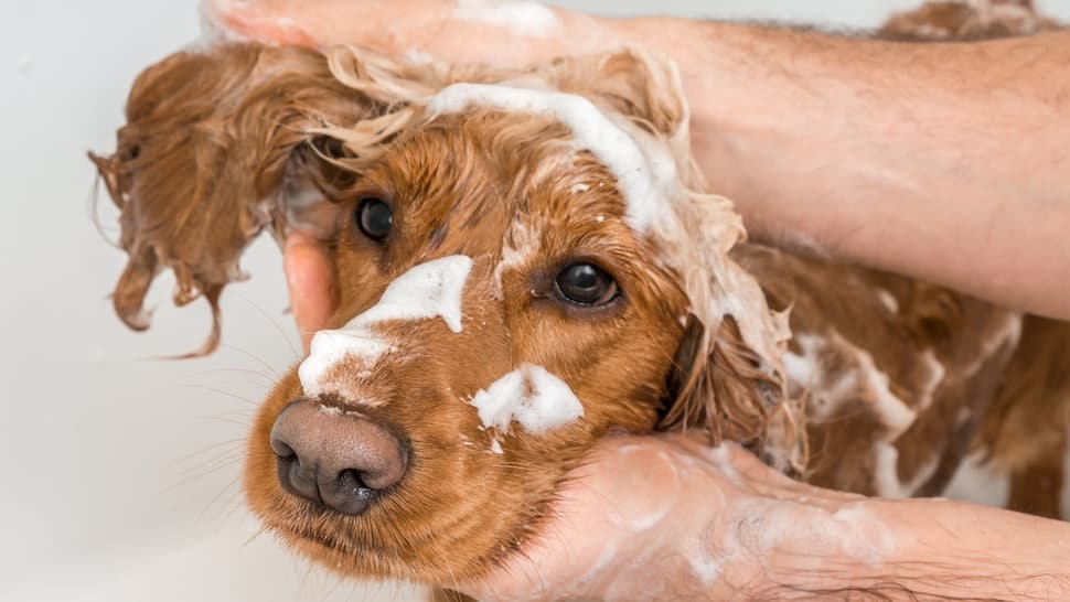 which shampoo to choose for your dog