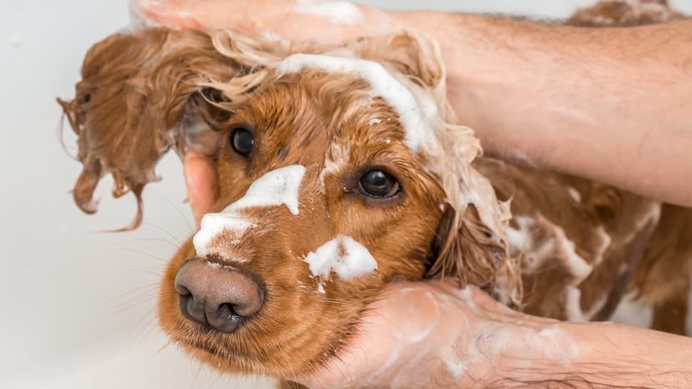 Best shampoo online for schnauzer bumps