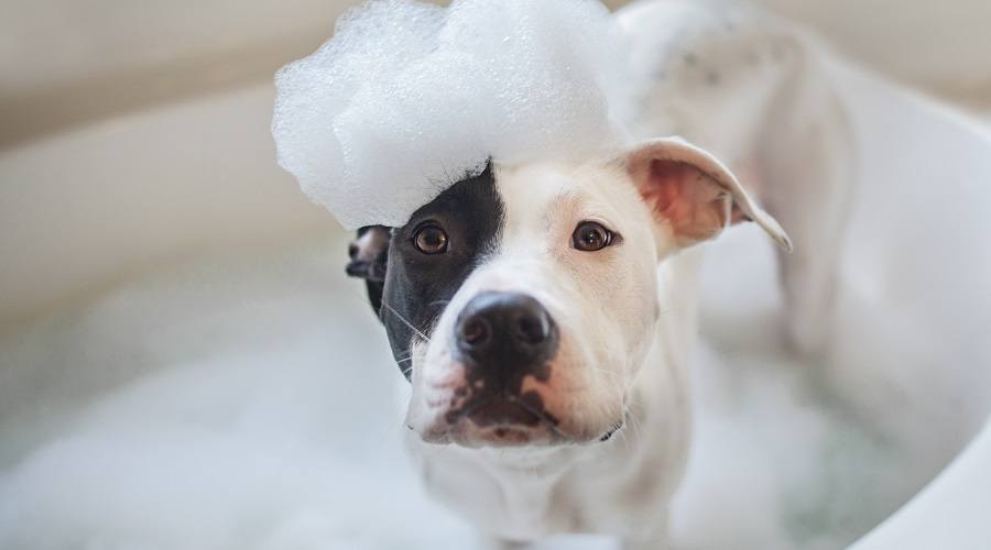 why dogs have itchy skin after bath