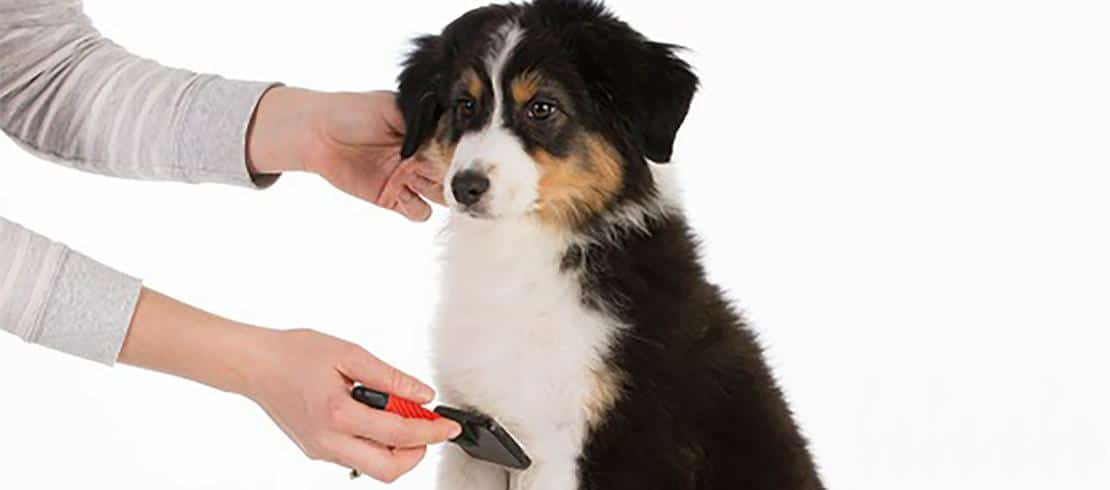 tips for grooming a puppy coat