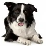 coat care for a border collie