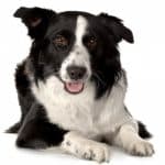 coat care for a border collie