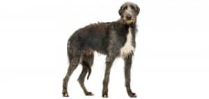 coat care for a scottish deerhound