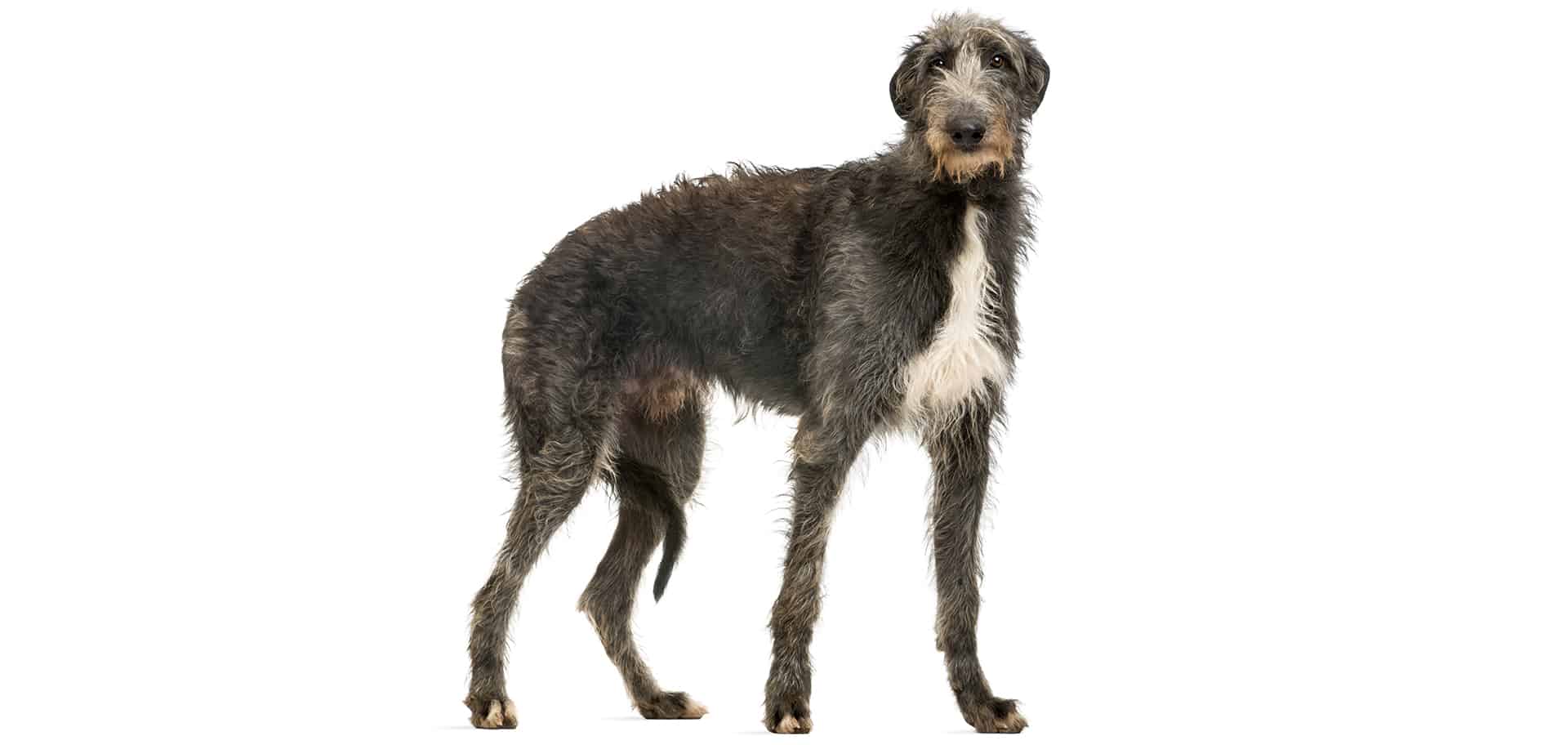 coat care for a scottish deerhound