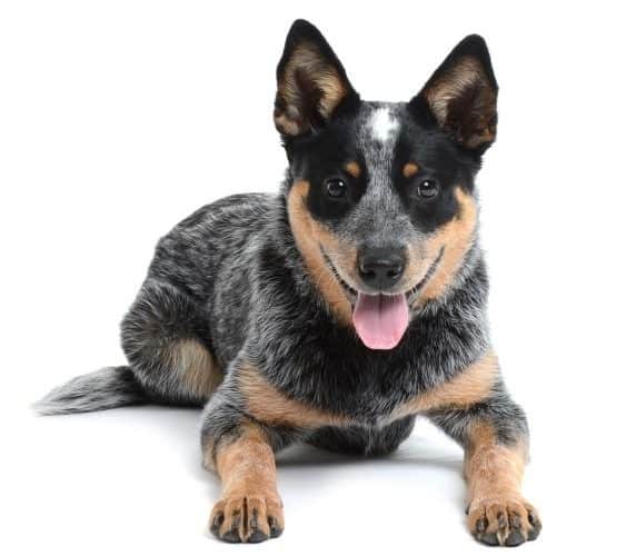 Coat Care for an Australian Cattle Dog Dog Grooming Tutorial