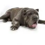 grooming tips for a neapolitan mastiff